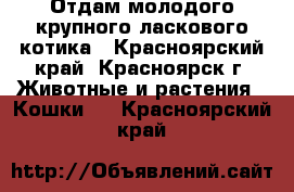 Отдам молодого крупного ласкового котика - Красноярский край, Красноярск г. Животные и растения » Кошки   . Красноярский край